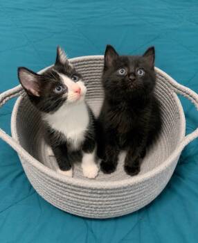 Apollo & Neptune BONDED -  Domestic Long Hair and Maine Coon Cat for Adoption in Boca Raton, Florida - Apollo & Neptune BONDED | PetCurious