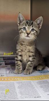 Auggie -  Domestic Short Hair Cat for Adoption in Marion, Mississippi - Auggie | PetCurious