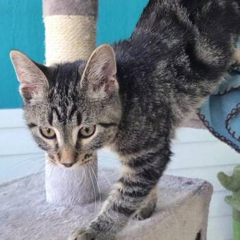 Mr. Body -  Domestic Short Hair Cat for Adoption in Elizabeth, Illinois - Mr. Body | PetCurious