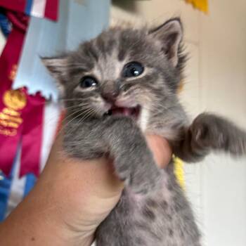 Curly -  Domestic Short Hair Cat for Adoption in Clavet, Saskatchewan - Curly | PetCurious