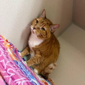 Chatterbox -  Domestic Short Hair Cat for Adoption in Great Falls, Montana - Chatterbox | PetCurious