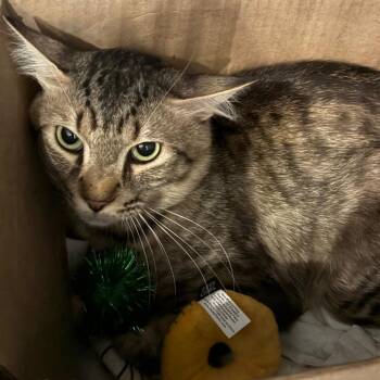Bootsie -  Domestic Short Hair Cat for Adoption in Long Beach, California - Bootsie | PetCurious