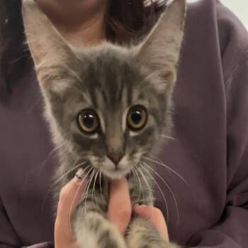 Huey -  Domestic Short Hair Cat for Adoption in Manhattan, Kansas - Huey | PetCurious