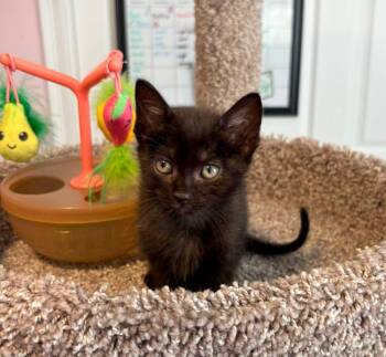 Domestic Short Hair Cats Available for Adoption in Groveland, Massachusetts - Cha Cha | PetCurious