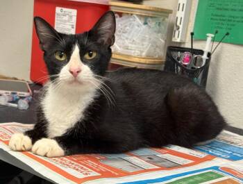 Adah -  Domestic Short Hair Cat for Adoption in Sorrento, Louisiana - Adah | PetCurious