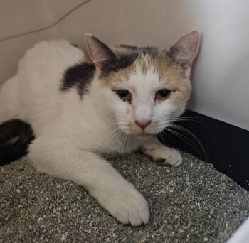 Domestic Short Hair Cats Available for Adoption - Hilda | PetCurious