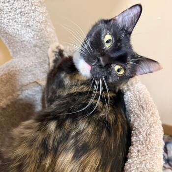 Goose -  Domestic Short Hair Cat for Adoption in Agoura Hills, California - Goose | PetCurious