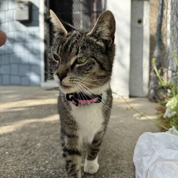 American Shorthair Cats Available for Adoption in Fredericksburg, Virginia - Tiramisu | PetCurious