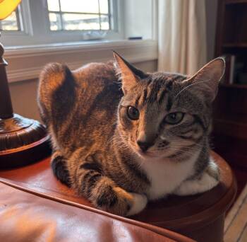 Sourdough -  Tabby Cat for Adoption in Ottawa, Ontario - Sourdough | PetCurious