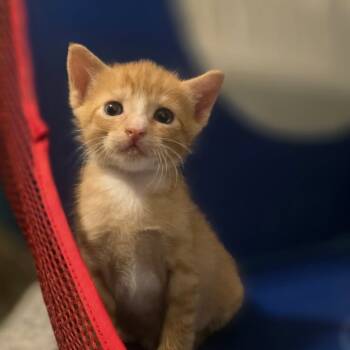 Rescue Domestic Short Hair Cats for Adoption in Webster, Texas - Cheetto | PetCurious