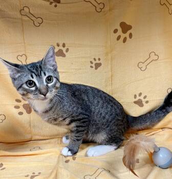 Fred -  Domestic Short Hair and Tabby Cat for Adoption in Lake Monroe, Florida - Fred | PetCurious