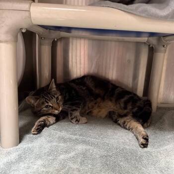 LILY -  Domestic Short Hair Cat for Adoption in Alameda, California - LILY | PetCurious