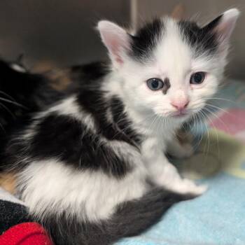 Argos -  Domestic Short Hair Cat Available for Adoption in Titusville, Florida - Argos | PetCurious
