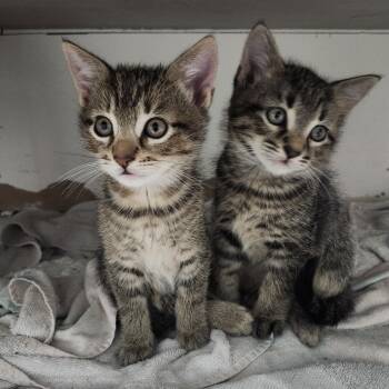 Do & Re -  Domestic Medium Hair and Domestic Short Hair Cat for Adoption in Pompano Beach, Florida - Do & Re | PetCurious