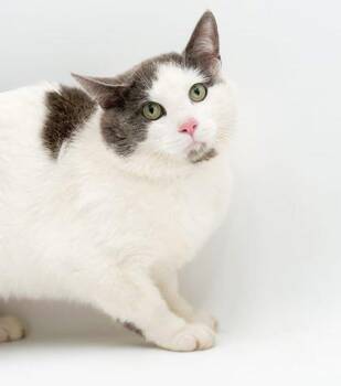 Domestic Short Hair Cats Available for Adoption in Bowling Green, Kentucky - Rambo | PetCurious