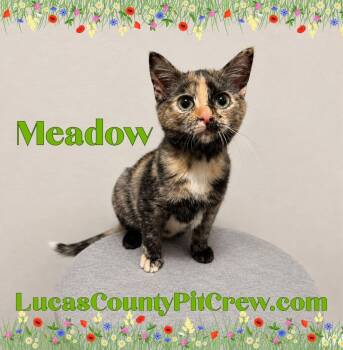 Meadow -  Domestic Short Hair and Tortoiseshell Cat for Adoption in Toledo, Ohio - Meadow | PetCurious