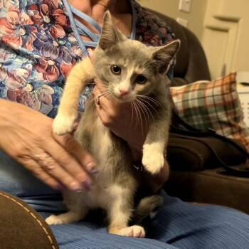 Faith -  Domestic Short Hair Cat for Adoption in Grantsville, Utah - Faith | PetCurious
