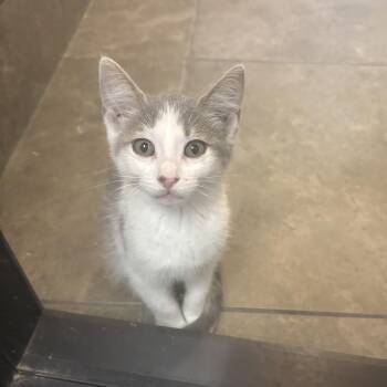 Slinky -  Domestic Short Hair Cat for Adoption in Dubuque, Iowa - Slinky | PetCurious