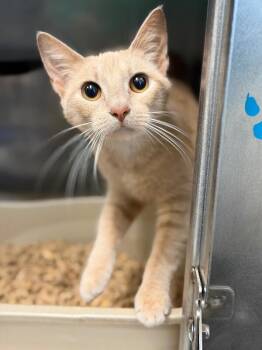 Michelle -  Domestic Short Hair Cat for Adoption in Burgaw, North Carolina - Michelle | PetCurious