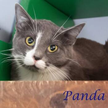 Pumba C26-175 -  Domestic Short Hair Cat for Adoption in Lebanon, Tennessee - Pumba C26-175 | PetCurious