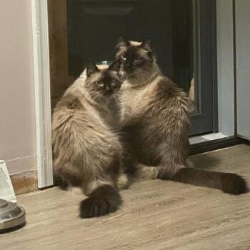Ellie Espresso -  Siamese Cat for Adoption in Lynchburg, Virginia - Ellie Espresso | PetCurious