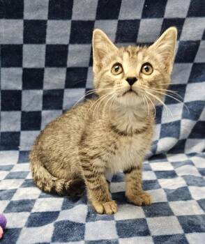 Whopper -  Domestic Short Hair Cat for Adoption in Raleigh, North Carolina - Whopper | PetCurious