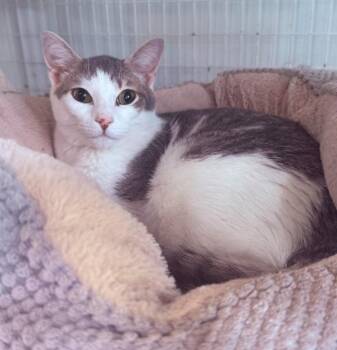 Domestic Short Hair Cats Available for Adoption in Kingsland, Georgia - Ash | PetCurious