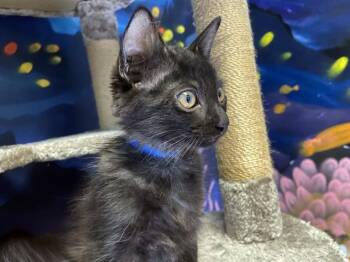 ORIN -  Domestic Short Hair Cat for Adoption in Fort Lauderdale, Florida - ORIN | PetCurious