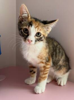Finch -  Calico and Domestic Short Hair Cat for Adoption in Roslyn Heights, New York - Finch | PetCurious