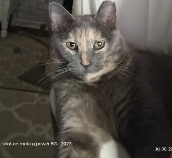 Rescue Domestic Short Hair Cats for Adoption in Youngsville, North Carolina - Camellia25 | PetCurious