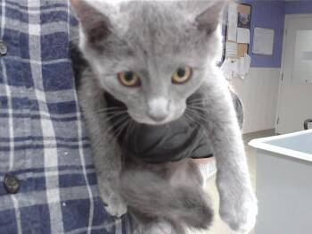 UVA -  Domestic Short Hair Cat for Adoption in Omaha, Nebraska - UVA | PetCurious