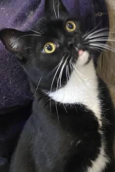 Tuxedo Cats Available for Adoption in Stanwood, Washington - Fresno | PetCurious