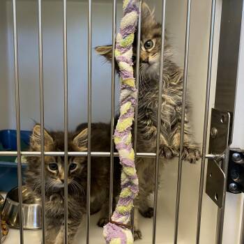 Tom and Jerry -  Domestic Medium Hair Cat for Adoption in King George, Virginia - Tom And Jerry | PetCurious