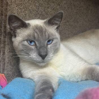 Hollywood 4598 -  Siamese Cat for Adoption in Lee