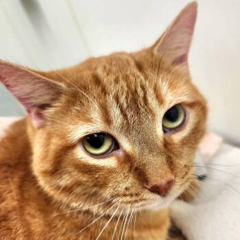 Hannah -  Domestic Short Hair Cat for Adoption in Oshkosh, Wisconsin - Hannah | PetCurious