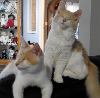 Chantilly and Nestle -  Domestic Medium Hair Cat for Adoption in Somerset, Kentucky - Chantilly And Nestle | PetCurious