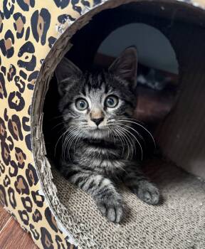 Tabby Cats Available for Adoption - Cosmo | PetCurious