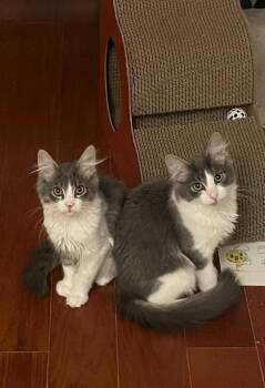 Downy, Flurry, Cozy N. -- Comfort Kittens -  Domestic Medium Hair Cat for Adoption in New York, New York - Downy, Flurry, Cozy N. -- Comfort Kittens | PetCurious