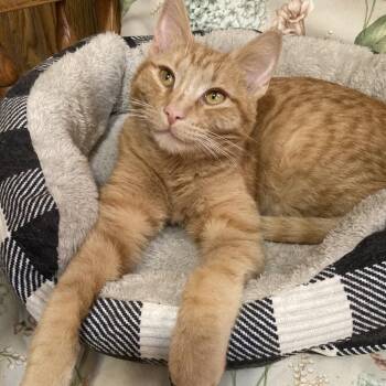 Domestic Short Hair Cats Available for Adoption - Edison 12864 | PetCurious