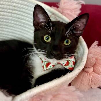 Tuxedo Cats Available for Adoption in San Juan Capistrano, California - Ostretta | PetCurious