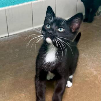 Domestic Short Hair Cats Available for Adoption - Terence | PetCurious