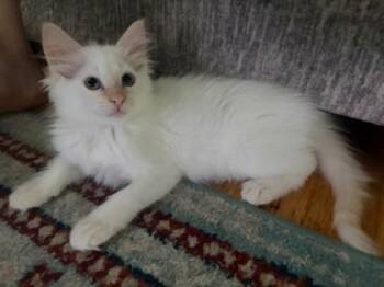 Nott -  Domestic Long Hair and Domestic Short Hair Cat for Adoption in Kansas City, Missouri - Nott | PetCurious