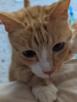 Oscar -  Domestic Short Hair Cat for Adoption in Evans, Georgia - Oscar | PetCurious