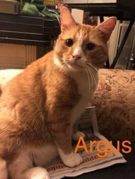 Rescue Domestic Short Hair Cats for Adoption in Raleigh, North Carolina - Argus | PetCurious
