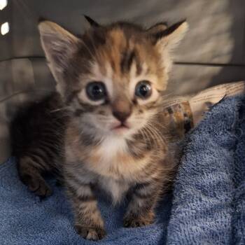 Rescue Domestic Short Hair Cats for Adoption in Montgomery, Alabama - Pibble | PetCurious