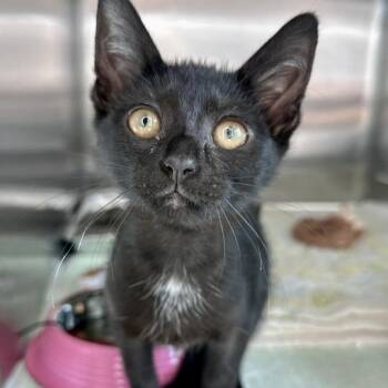 Dove -  Domestic Short Hair Cat Available for Adoption in Matteson, Illinois - Dove | PetCurious