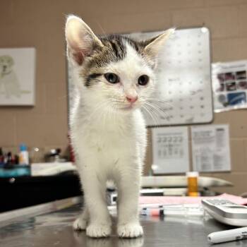 Domestic Short Hair Cats Available for Adoption in Newport, North Carolina - Beast Boy | PetCurious