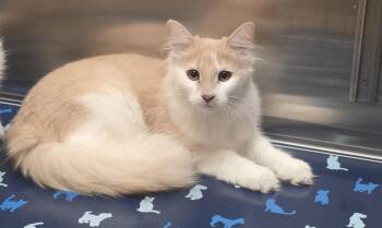 Toggle -  Domestic Long Hair Cat for Adoption in Mission Viejo, California - Toggle | PetCurious