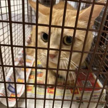 Rescue Domestic Short Hair Cats for Adoption in Modesto, California - A603824 | PetCurious