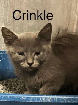 Crinkle -  Domestic Short Hair Cat for Adoption in Princeton, Indiana - Crinkle | PetCurious